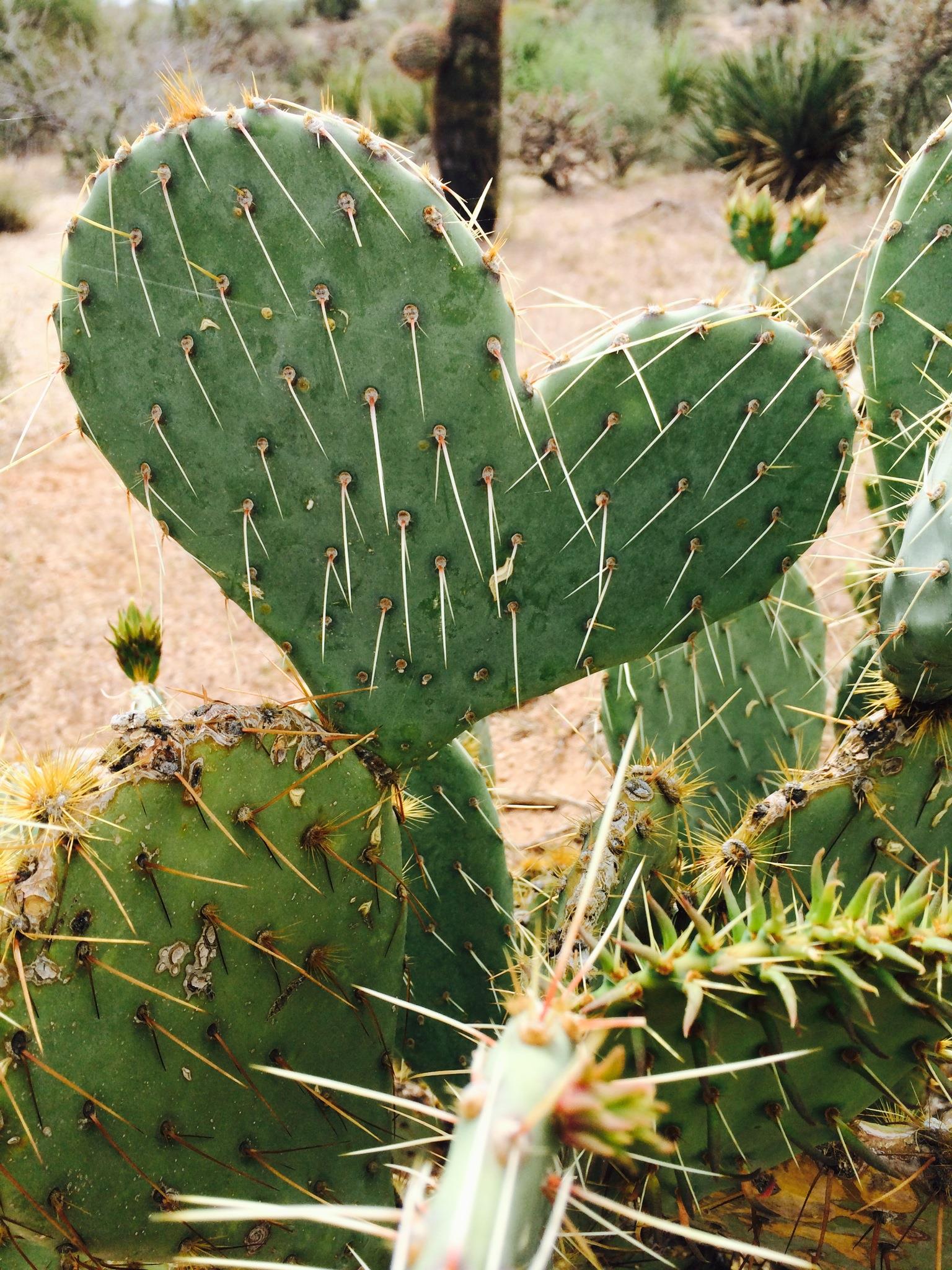 Training I9 Notary Mobile Notary Maricopa County AZ